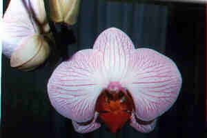 Phalaenopsis ibrido