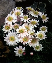 Anemone White Splendour