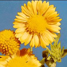 gaillardia_grandiflora_sole.jpg - 11629 Bytes